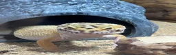 Gecko reptiles for sale: Stunning Geko - Advert 4