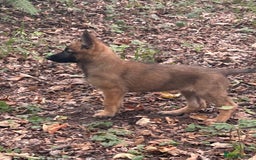 German Shepherd dogs for sale: GSD X MALI PUPS - Image 1