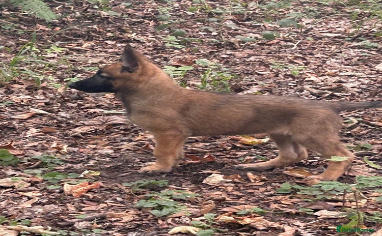 German Shepherd dogs - Advert 9