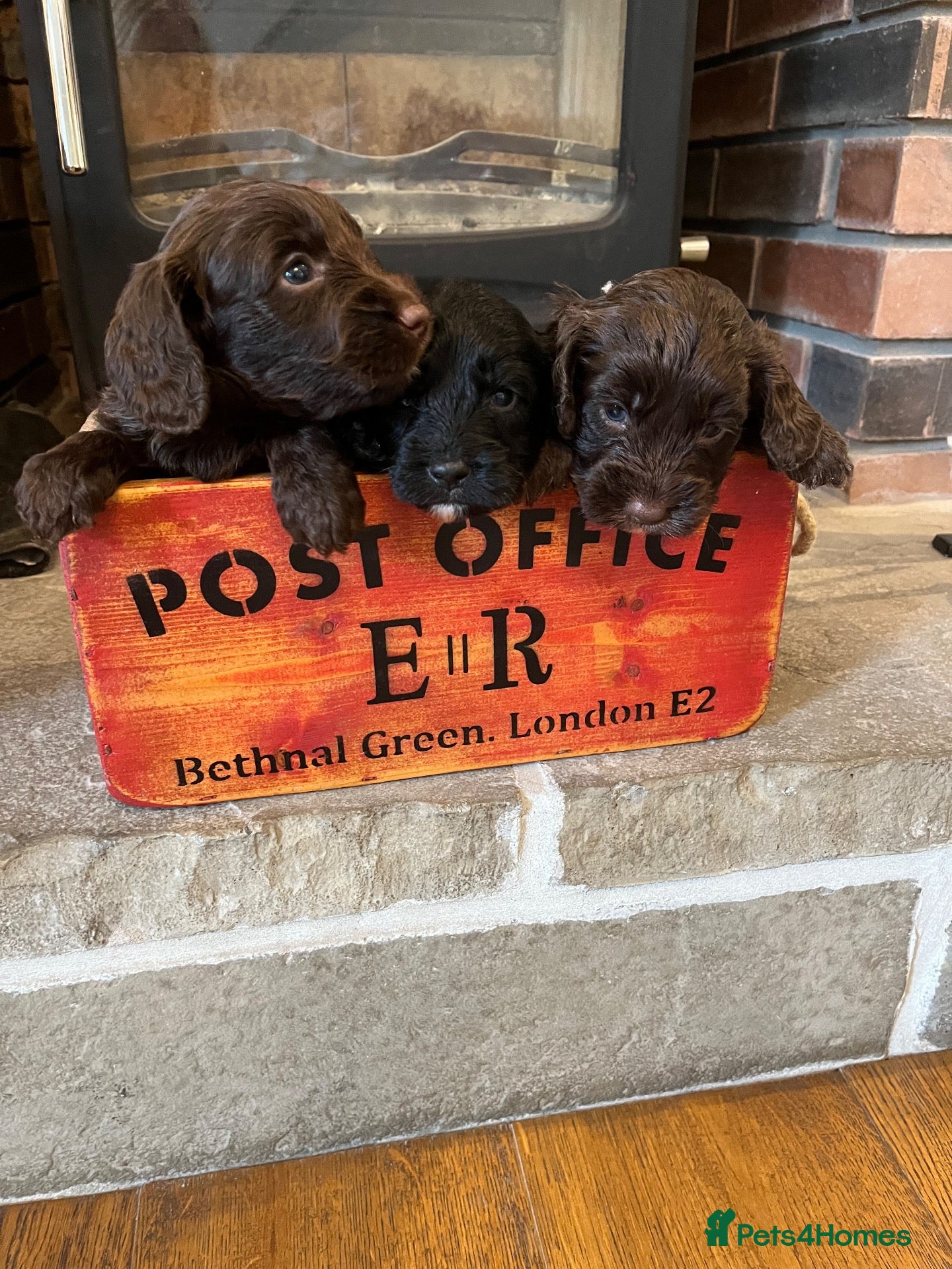 Cockapoo dogs 7 beautiful F1 Cockapoo puppies, brown and black.  - Advert 2