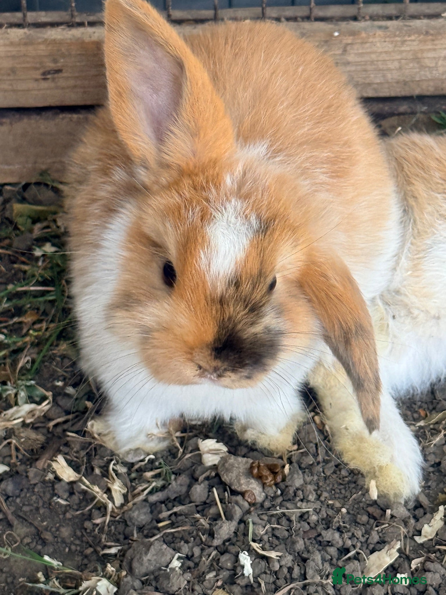 Mini Lop rabbits Pure Mini lops 6 weeks old - Advert 1