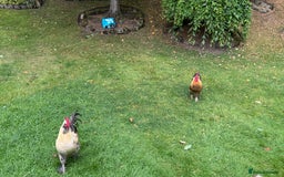 Chickens poultry for sale: 4 VERY HANDSOME HAND REARED SILKY MIX COCKERELS  - Image 15