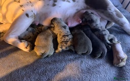 Olde English Bulldogge dogs for sale: Olde English bulldogges generational  - Image 2