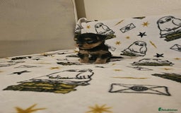 Yorkshire Terrier dogs for sale: Hello - Image 12