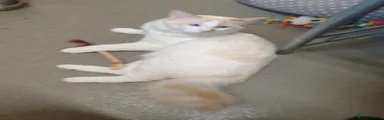 Siamese Kitten 1