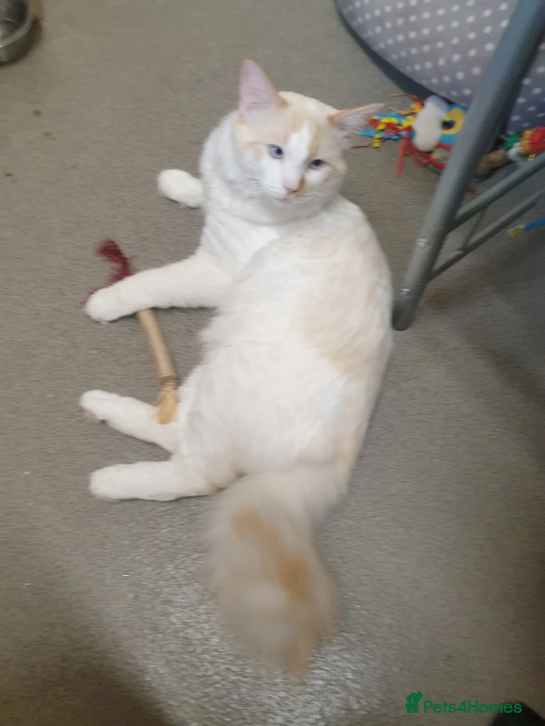 Siamese cats for sale: Flame point ragdoll boy - Advert 2
