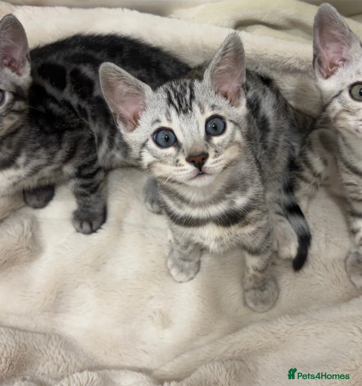 Bengal cats 🌟Pedigree bengal kittens🌟 - Advert 18