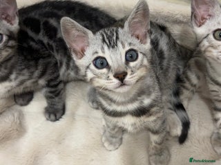 Bengal cats 🌟Pedigree bengal kittens🌟 - Advert 11