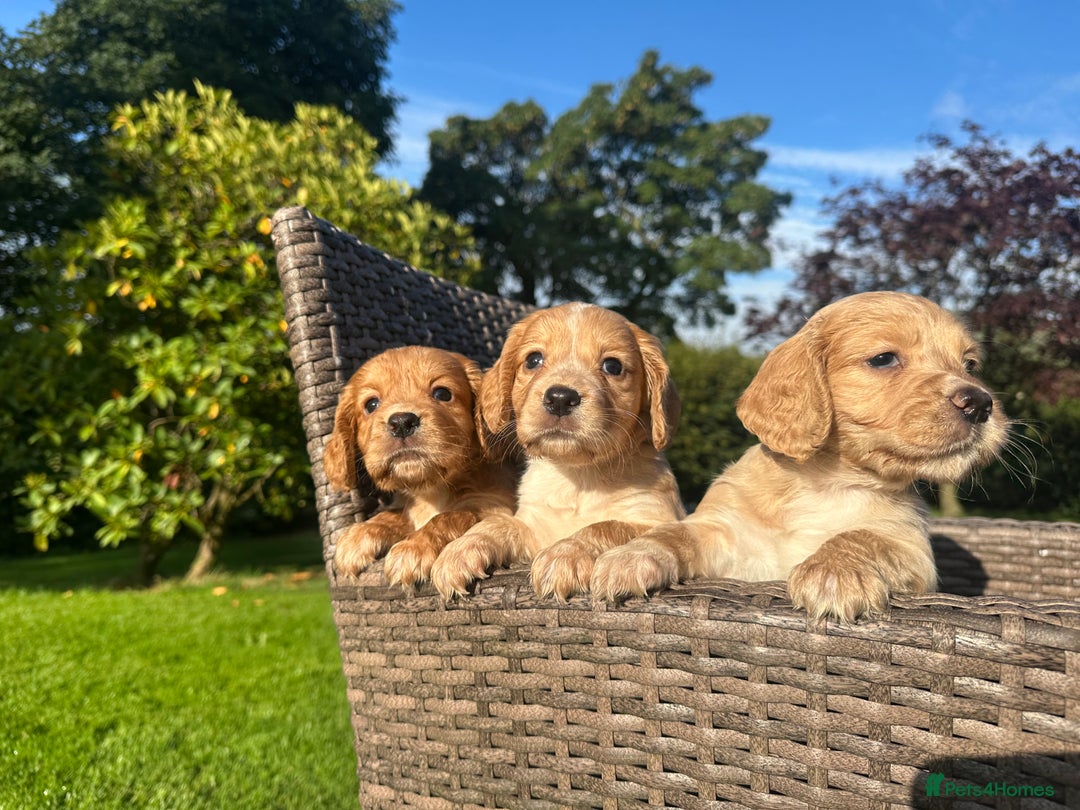 Cocker Spaniel dogs for sale: KC reg, Golden cocker spaniel pups - Image 4