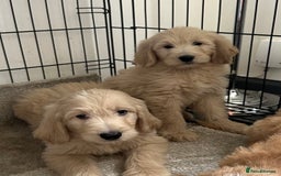 Goldendoodle dogs for sale: Adorable golden doodles - Image 8