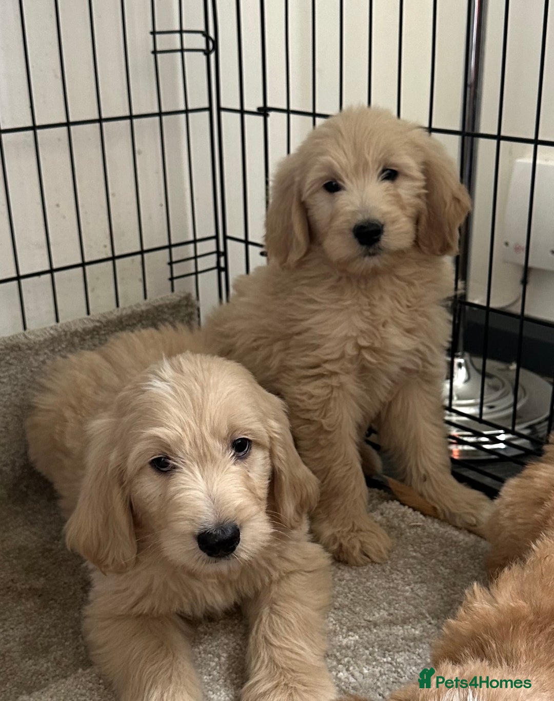 Goldendoodle dogs for sale: Adorable golden doodles - Image 8