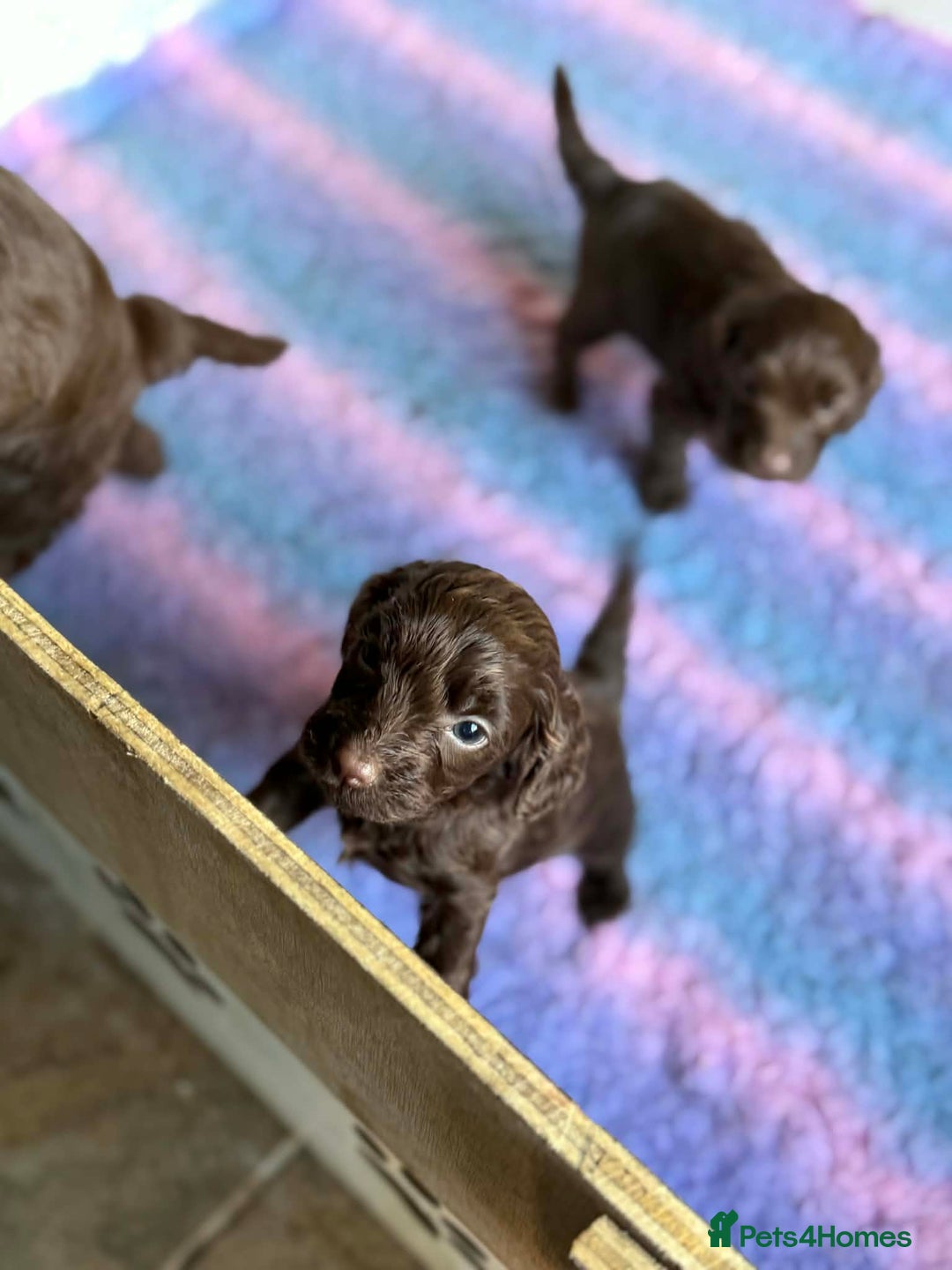 Cockapoo dogs for sale: Cockerpoo Puppies - Advert 6