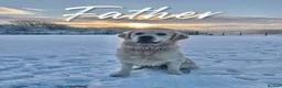 Golden Retriever dogs for sale: Golden Retrievers Seeking Forever Homes - Advert 8