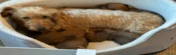 Dachshund dogs for sale: Std Wire Haired Dachshund Pup - Advert 4