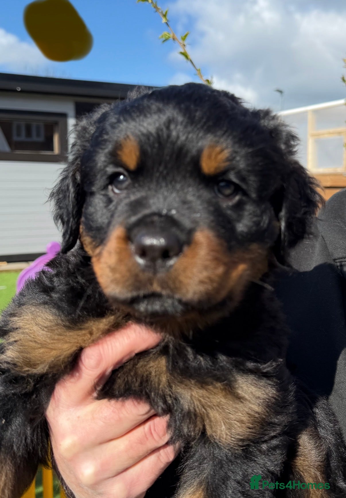 Rottweiler dogs Wonderful Kc Registered Puppies - Advert 2