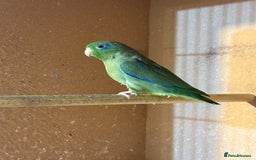 Lovebirds birds for sale: Parrotlet pair   - Image 8