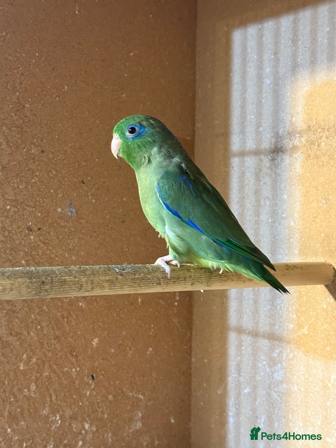 Lovebirds birds for sale: Parrotlet pair   - Image 8
