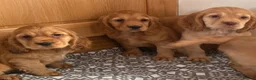 Cavapoo dogs for sale: F1 Cavapoo girls only 🦴🐾🌸🌸🌸🌸 - Advert 6