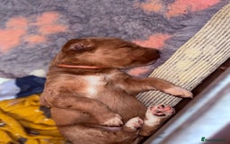 Labradoodle dogs for sale: 6 beautiful labradoodles - Advert 16