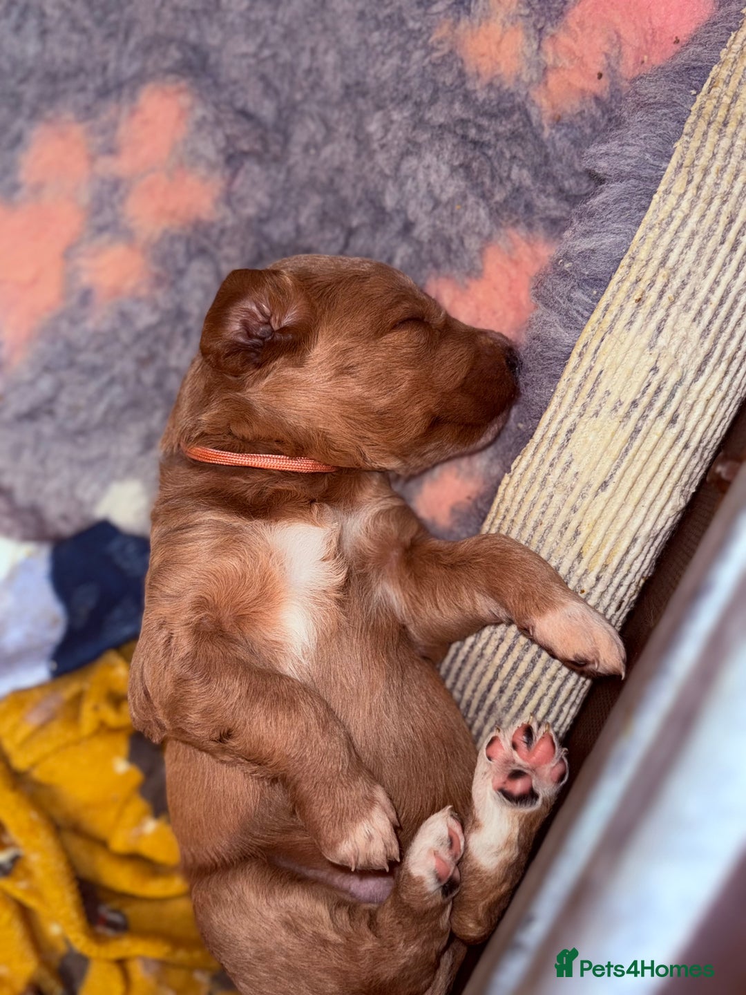 Labradoodle dogs for sale: 6 beautiful labradoodles - Advert 16