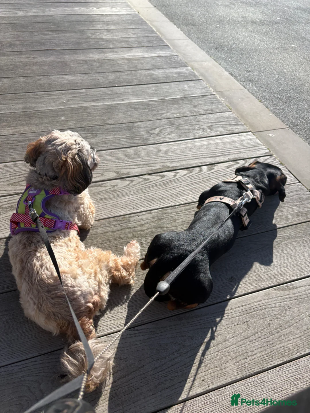 Jackshund dogs for sale: 8 month old dachshund x jack russell for rehoming  in London - Advert 2