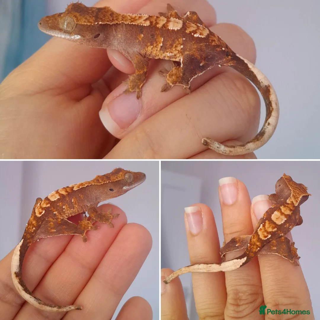 Gecko reptiles for sale: Various Crested Geckos for sale, £50 each - Advert 5