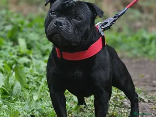 Staffordshire Bull Terrier dogs The one & only 'Mr T' Champ Sired - Advert 16