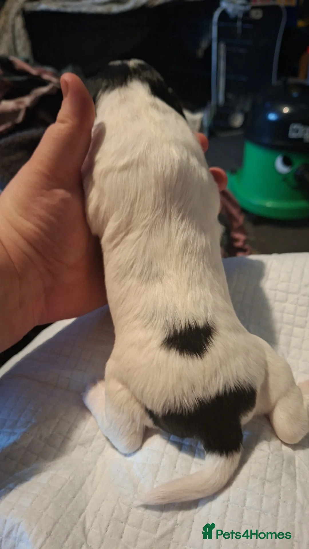 Sprocker dogs for sale: Sprocker pups  - Advert 2