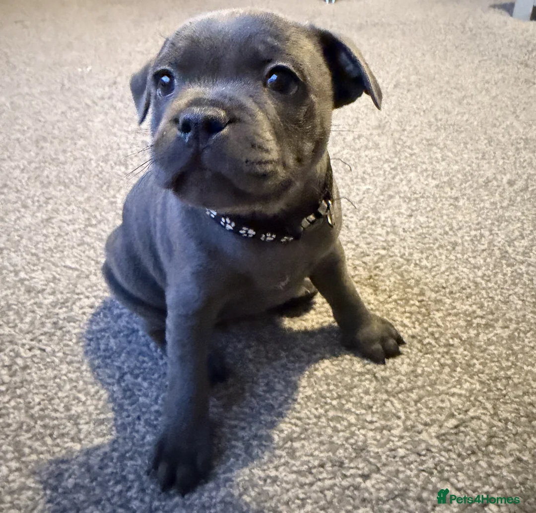 Staffordshire Bull Terrier dogs for sale: Only 1 available ; Blue Staffordshire bullterrier - Advert 29
