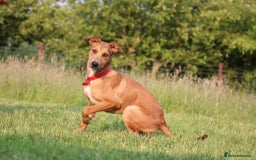 Mixed Breed dogs for sale: 3 males available  - Image 3