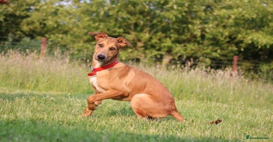 Mixed Breed dogs - Advert 8