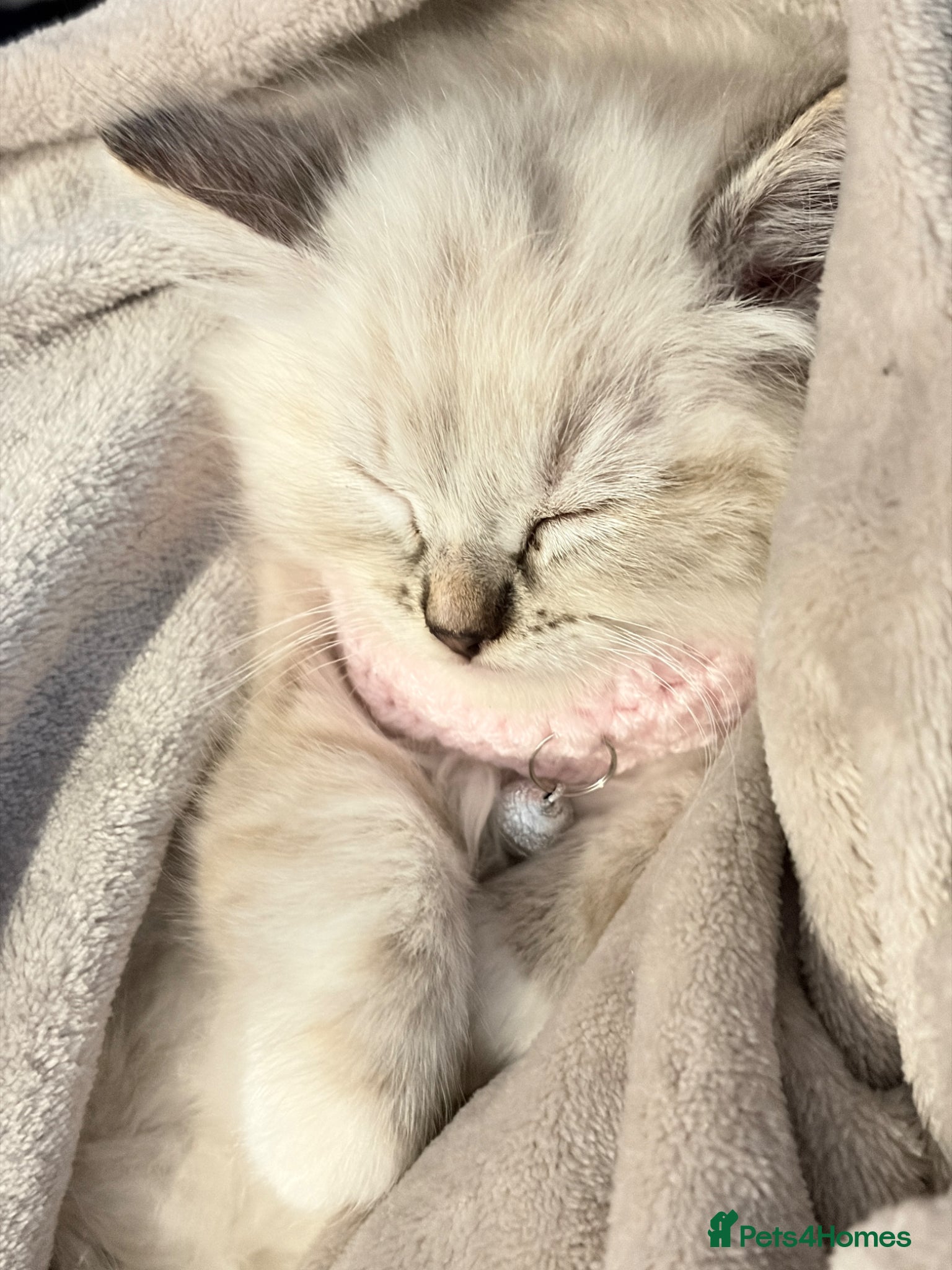 Ragdoll cats One female ragdoll kitten - Advert 1