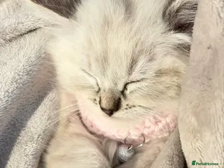 Ragdoll cats One female ragdoll kitten - Advert 1