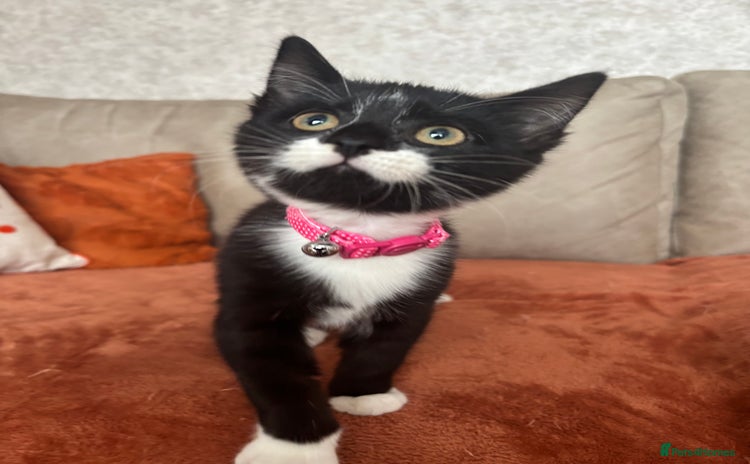 Mixed Breed cats - Advert 3