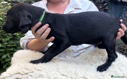 Mixed Breed dogs for sale: 3 Male, Black Labrador Cross puppies  - Image 7