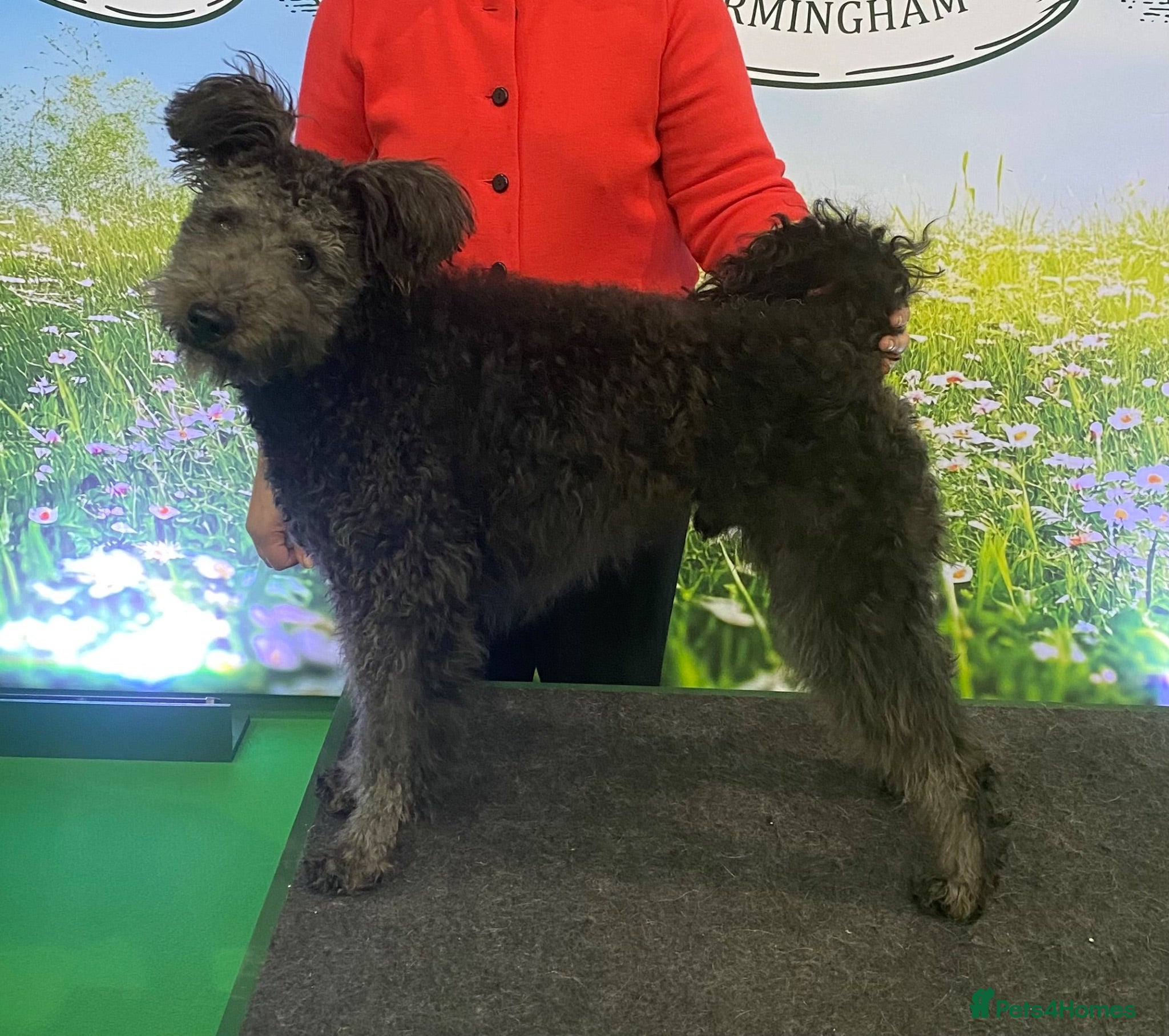 Hungarian Pumi dogs Gary The Pumi - Advert 6