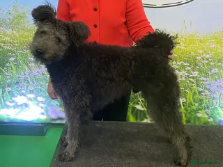 Hungarian Pumi dogs Gary The Pumi - Advert 6