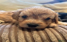 Cavapoo dogs for sale: Beautiful fully DNA tested Cavapoo's  - Image 19