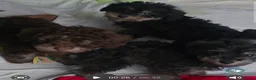 Jackapoo dogs for sale: Toy poodle 3/4 puppies  - Advert 14
