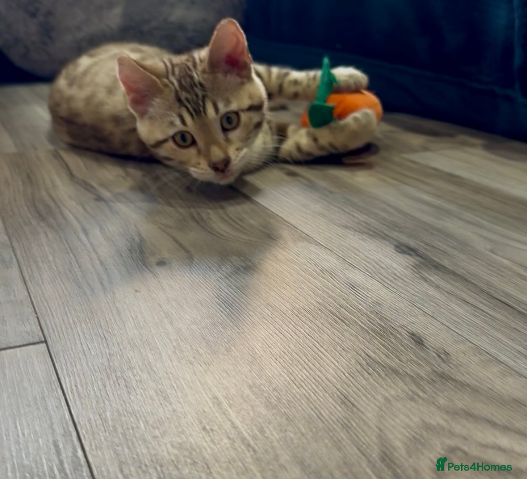 Bengal cats for sale: Stunning TICA 5 Generation Pedigree Kittens - Image 31