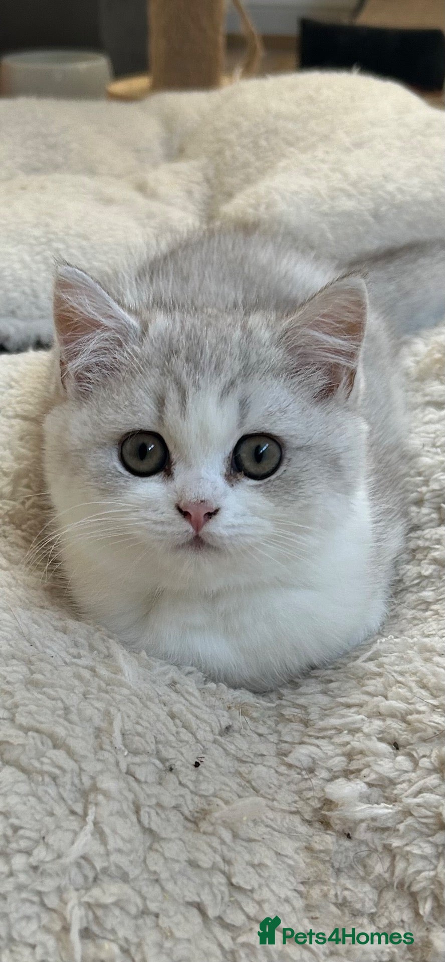 British Shorthair cats 💥 REDUCED DUE TO MOVE 💥Last Beautiful BSH Male  - Advert 2