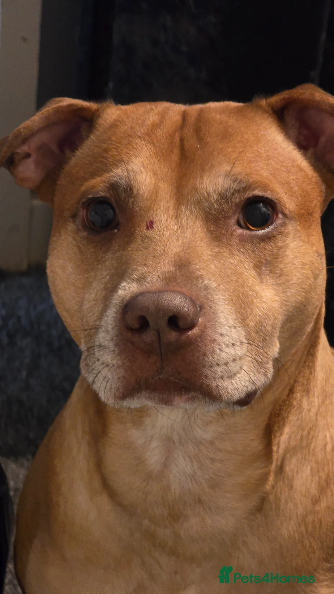 Staffordshire Bull Terrier dogs for stud: Large staffy for stud - Advert 6