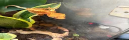 Gecko reptiles for sale: 3 female crested geckos in Liverpool - Advert 8