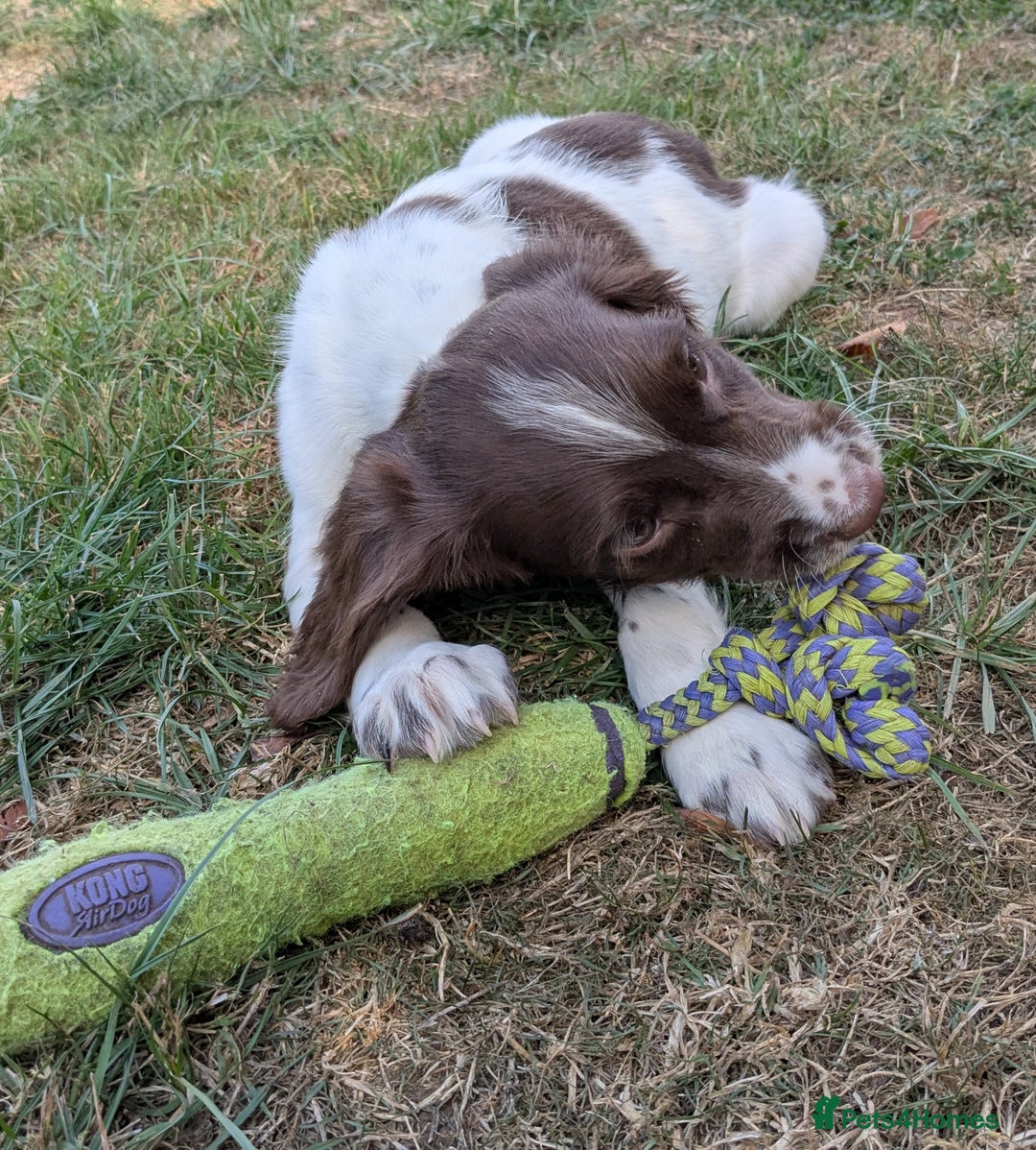 English Springer Spaniel dogs for sale: 2025 FTCH ROSEBAY BLUE,WELL MARKED LITTER ESS PUPS - Image 14