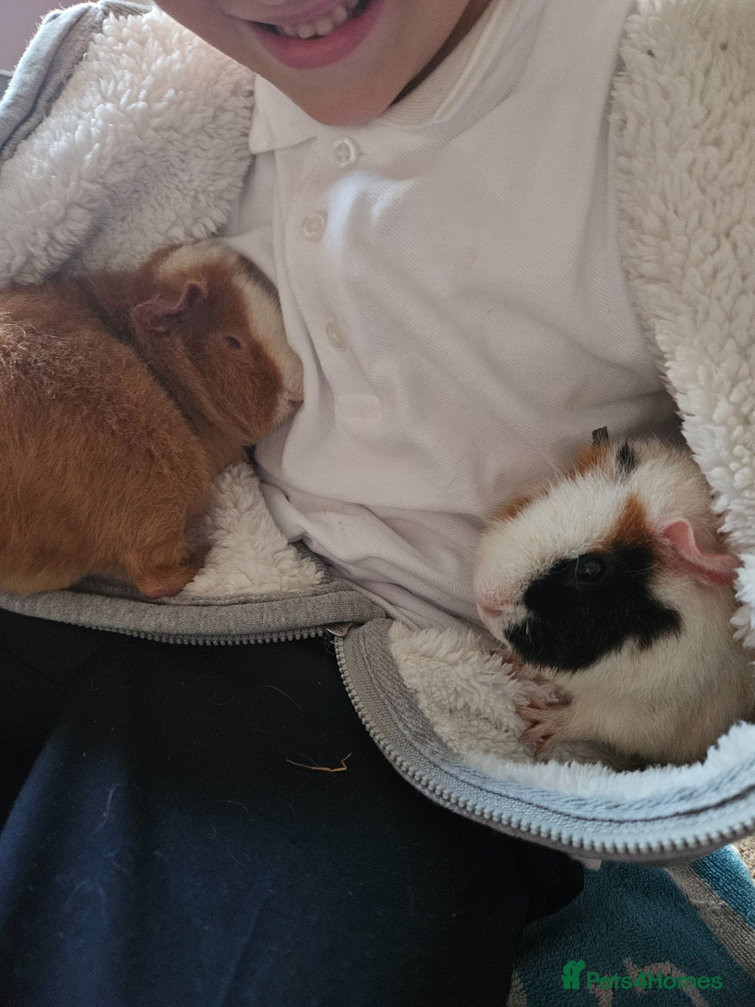 Guinea Pig rodents Two male Teddy guinea pigs (brothers) - Advert 1