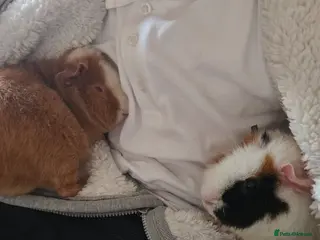 Guinea Pig rodents Two male Teddy guinea pigs (brothers) - Advert 1