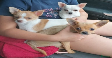 Chihuahua dogs - Advert 9