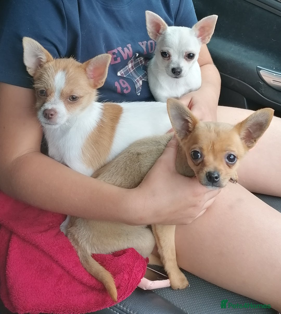 Chihuahua dogs for adoption: ❤️🐶 TOFFEE & COOKIE 🐶❤️ - Image 2