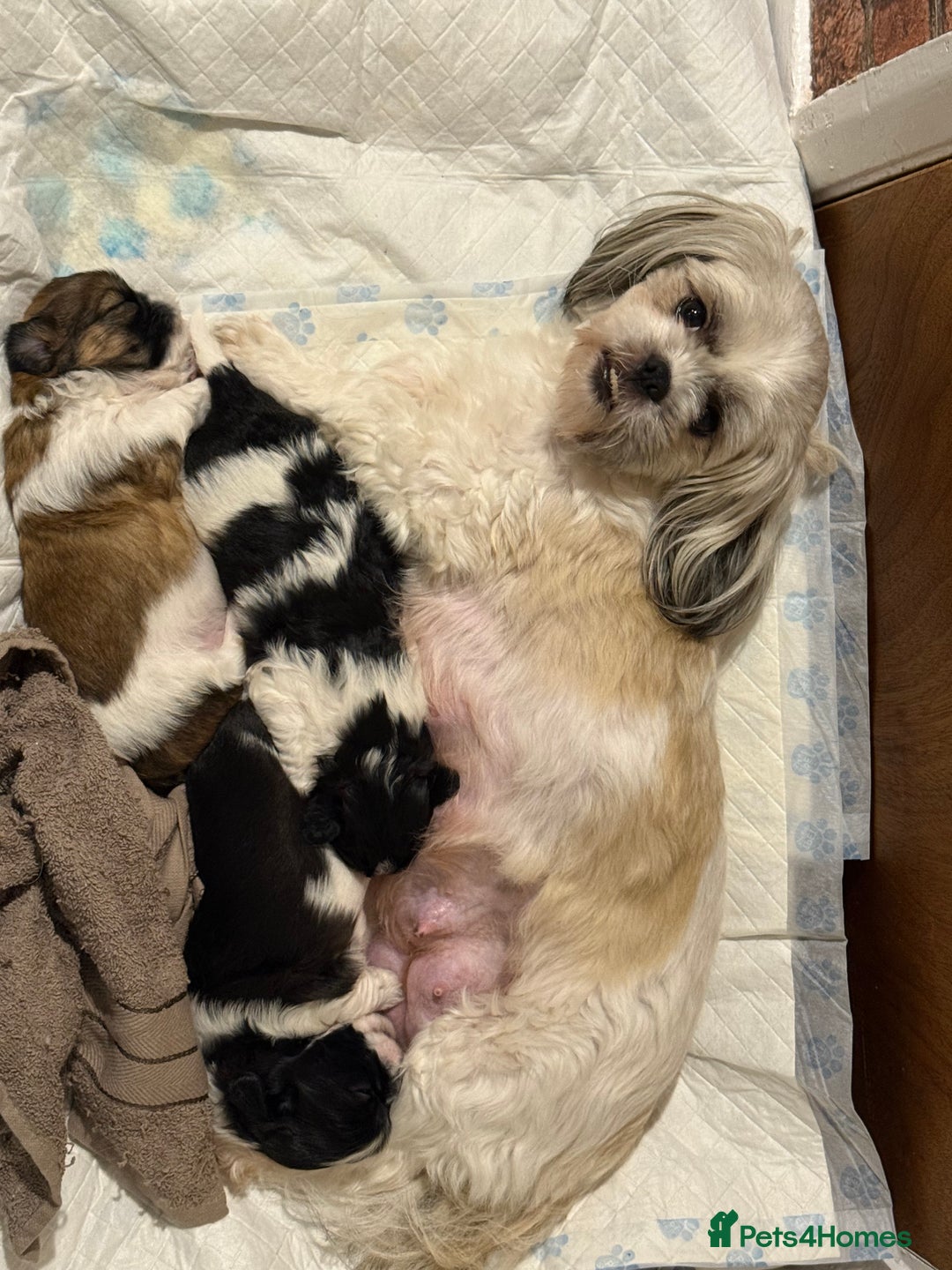 Shih Tzu dogs for sale: 3 beautiful shih tzus for sale  - Advert 1