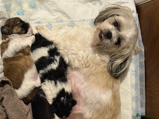 Shih Tzu dogs 3 beautiful shih tzus for sale - Advert 8